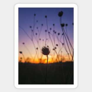 dry scabious Sticker